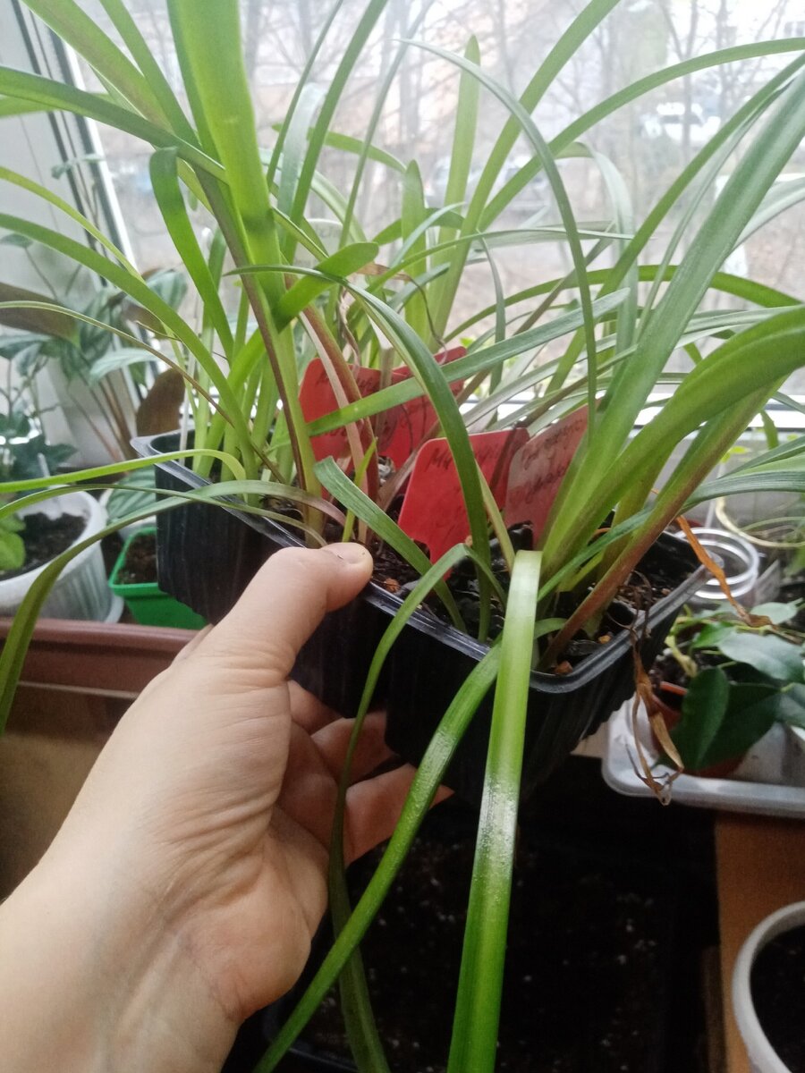 Перед пересадкой, в октябре.