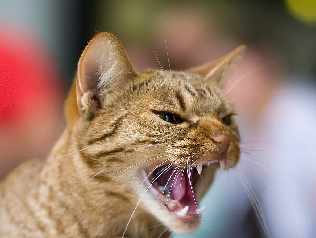 😾Страшнее кошки зверя нет: что делать с агрессивным питомцем | Нос, хвост,  лапы | Дзен