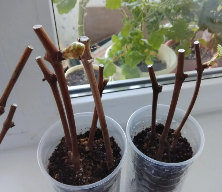 Фотография взята из источника vsadu.ru