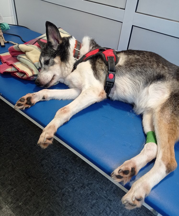 Фиона выходит из наркоза после МРТ. Результаты обследования