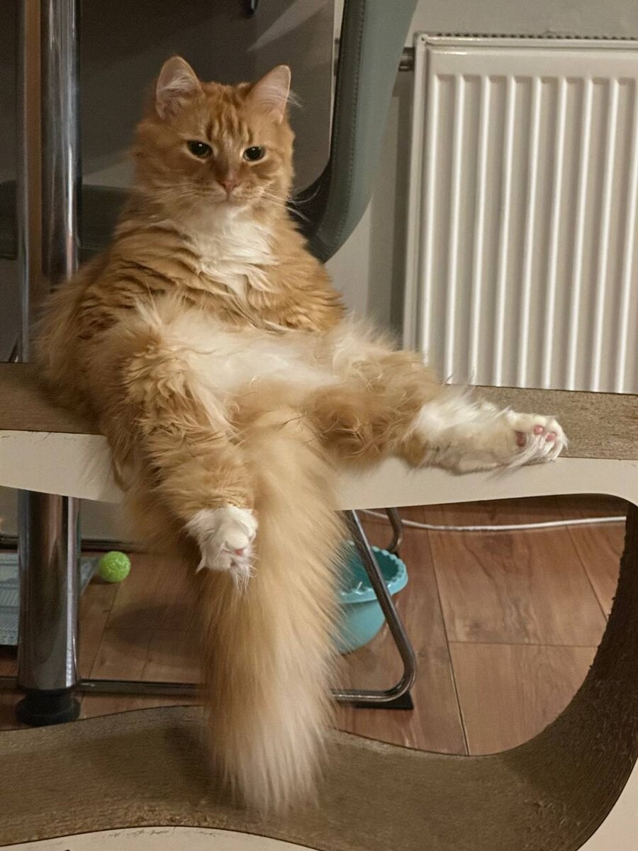 Один умеют нас влюбить в себя и прекрасно позировать.