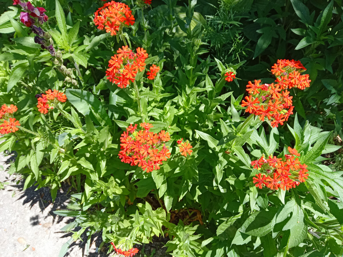 Фото автора. Летние цветы