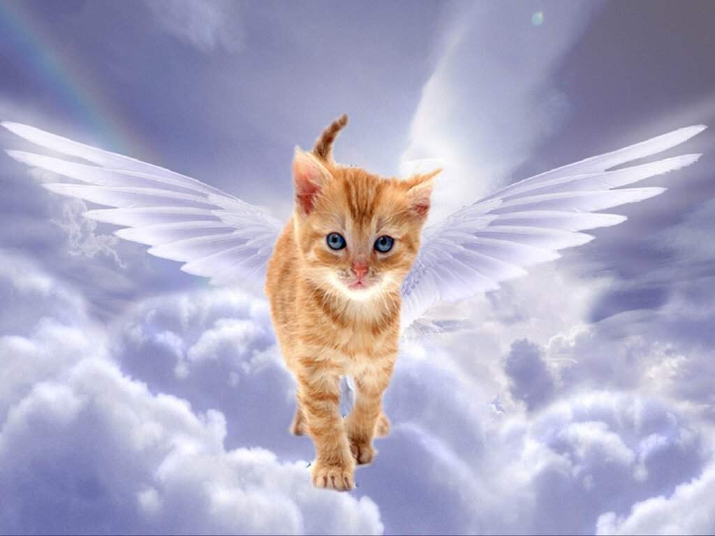 Картинка взята с просторов интернета