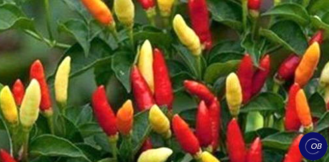 перчики "Феникс"