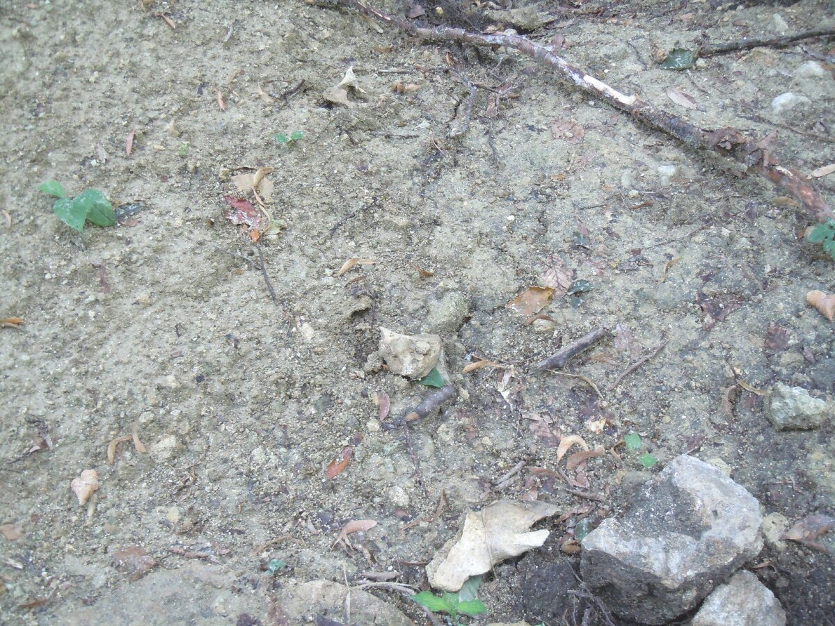 4 сентября 2014 года Теперь о другом. Сейчас на самой восточной Богатырской поляне работают лесозаготовители. Ниже показаны результаты их деятельности.-24