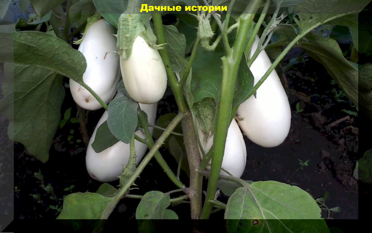 https://vk.com/photo-159774511_457258387. "Вкус грибов"