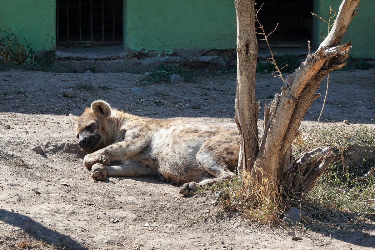 Гиена в зоопарке Еревана
