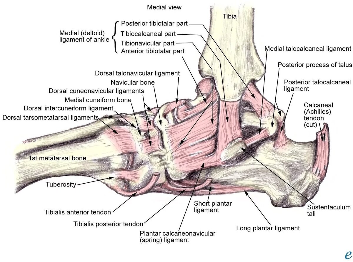 Пяточная латынь. Голеностопный сустав анатомия строение связки. Связки и сухожилия голеностопного сустава анатомия.