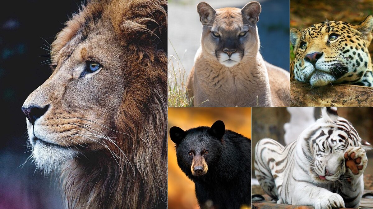 Джунгли зовут! Да здравствует царь зверей и прочие представители сильных мира сего