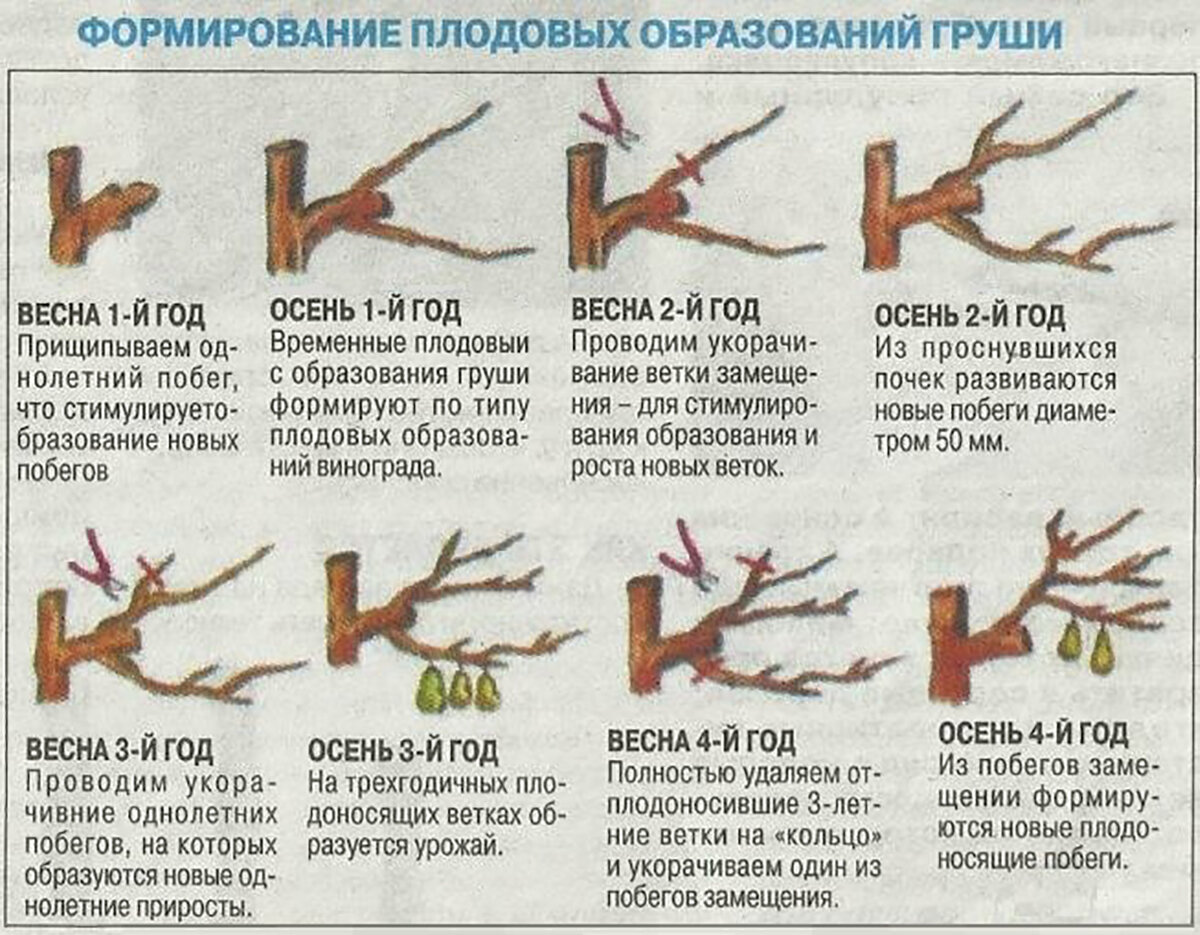 Обрезка груши весной схема