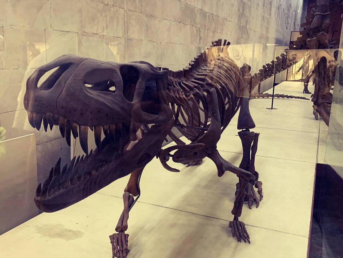 "Фотографии автора. Палеонтологический музей Ю.А.Орлова."