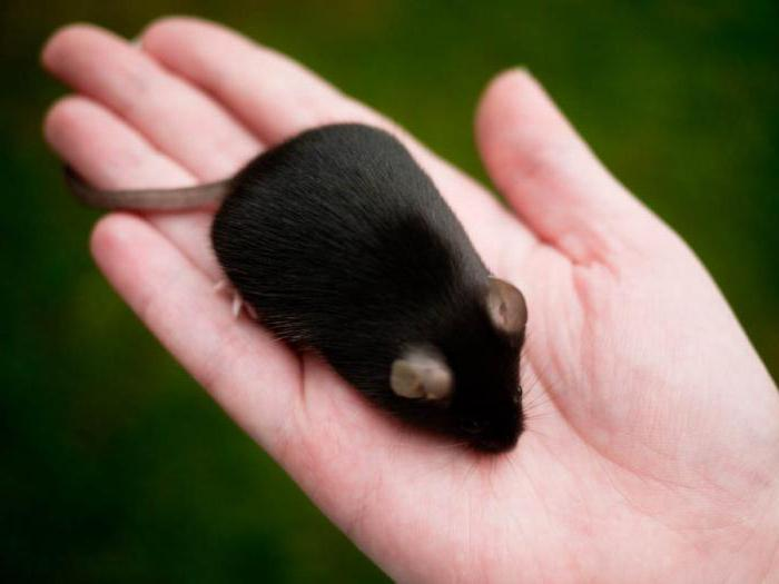 Видеть во живых мышей. Черная мышь. Маленькая черная мышь. Черная мышь Живая. Черный мышонок.