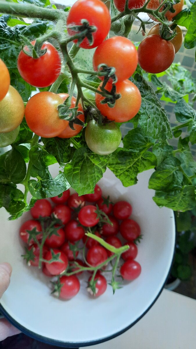 "Балконное чудо" на ветке и в миске. 