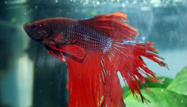 Болезни бойцовых рыбок Бетта (Петушков)