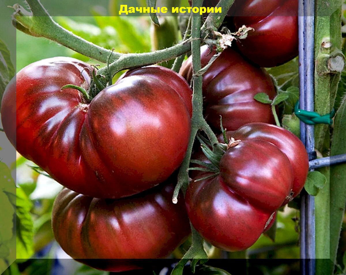 https://vk.com/photo-159774511_457257992. "Бизон черный"