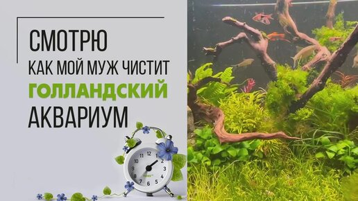 Голландский аквариум - наблюдаю как мой муж чистит | это залипательно | Присоединяйтесь))