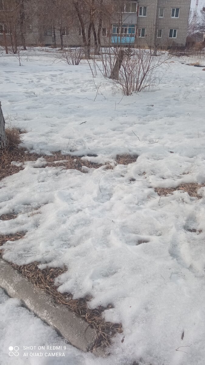 Вот столько снега у нас до сих пор лежит. Но сейчас он начал очень интенсивно таять. Наверное еще неделька и снега не будет.