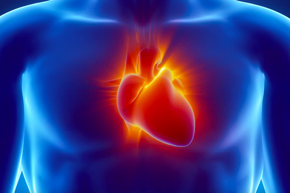     Одна инъекция этого белка восстановила рубцовую ткань сердца: изобретение, которое может перевернуть мир