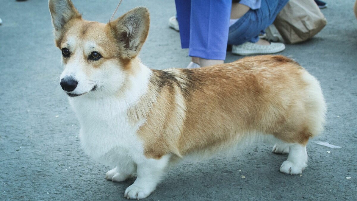     Основатель зеленодольского приюта «Кот и Пес» Альберт Галиев в разговоре с корреспондентом Inkazan прокомментировал возможное введение «режима тишины» для домашних животных.