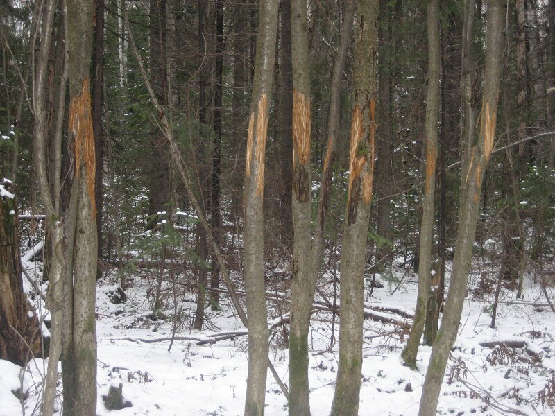 Места, хорошие для кормёжки лося