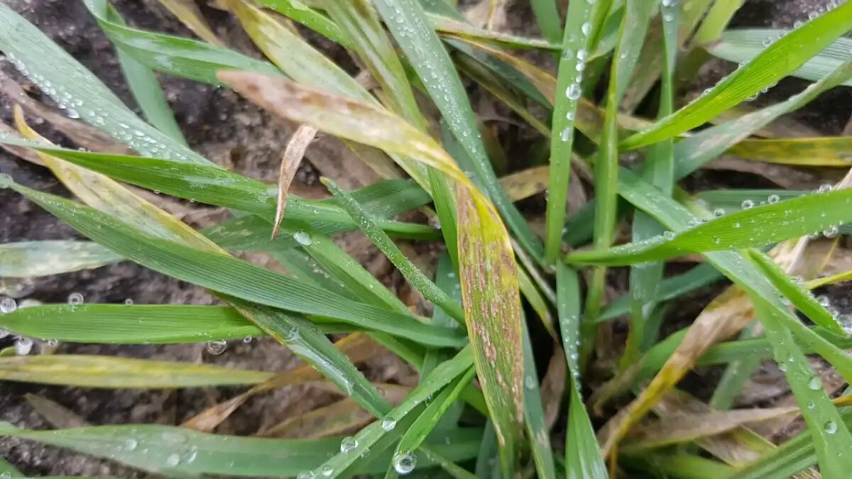 Фото:glavagronom.ru Мучнистая роса на тритикале.