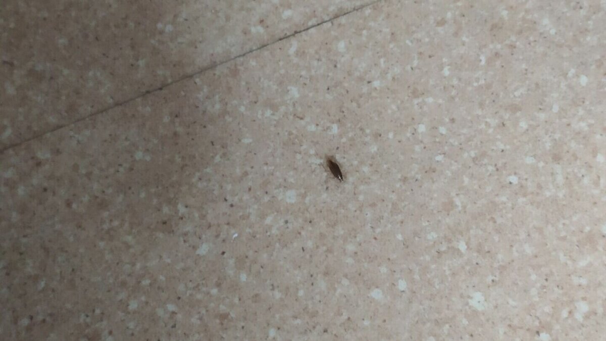     По словам женщины всё впечатление от хорошего лечения портят тараканы.