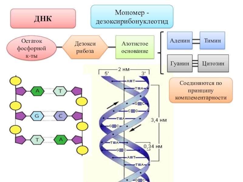 Схема состава нуклеотида днк