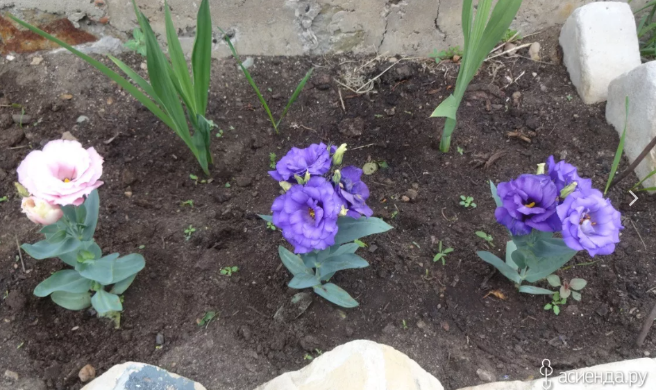 Вот она, низкорослая. 