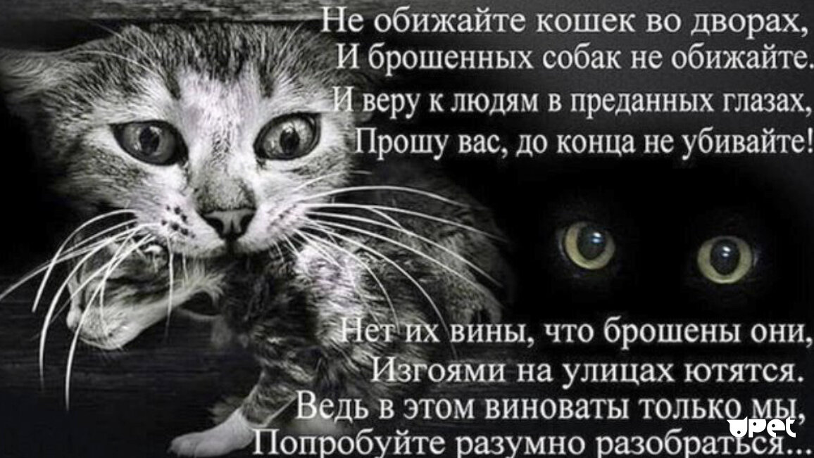 Картинки с кошками и надписями со смыслом