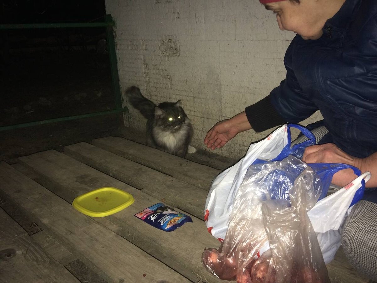 Галина Ивановна. Вчера… Кормит котиков 