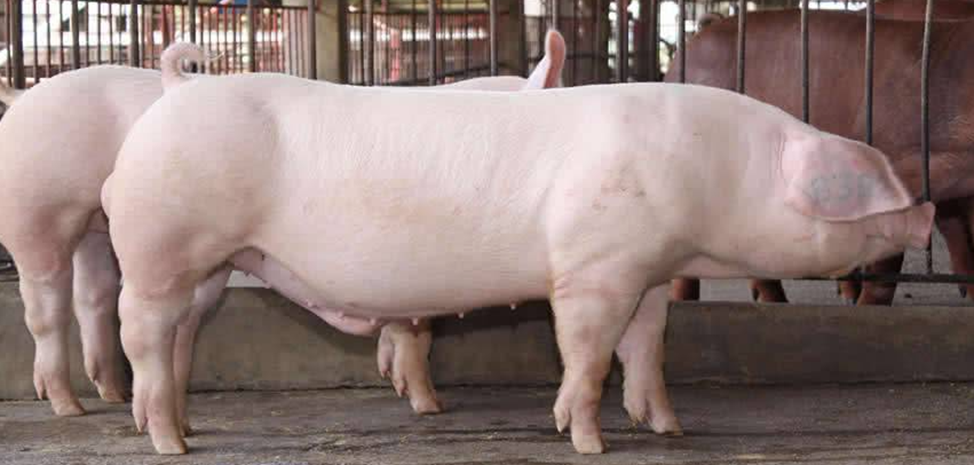 Мясная порода свиней ландрас. Ландрас дюрок. Ландрас порода свиней поросята.