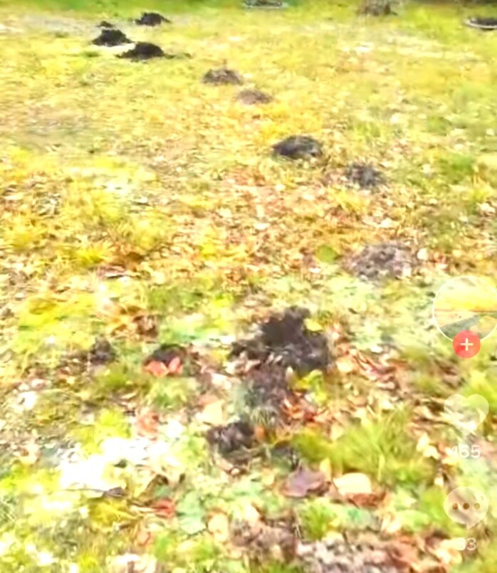 Кроты перерыли участок