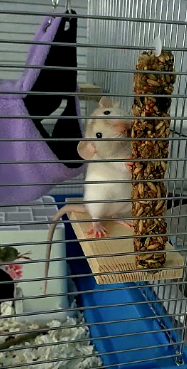 Малышка Гаечка.