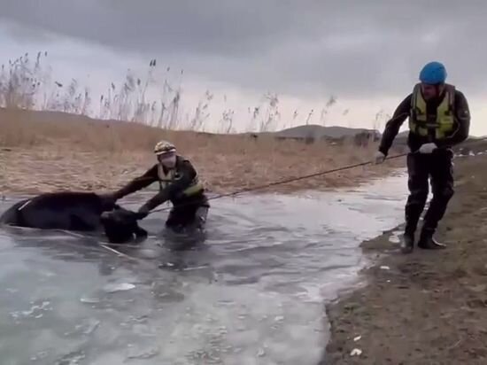     фото: скриншот видео