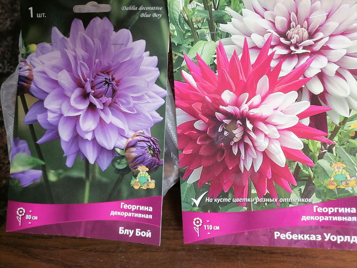 Мои будущие георгины