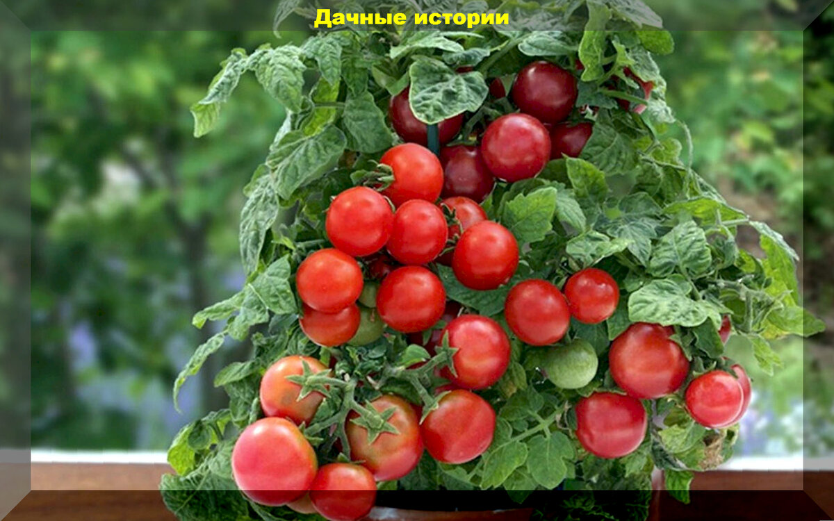 Как ухаживать за низкорослыми помидорами. Томат черри Снегирек. Штамбовые томаты. Черри балконное чудо. Томат карликовый Минибел.