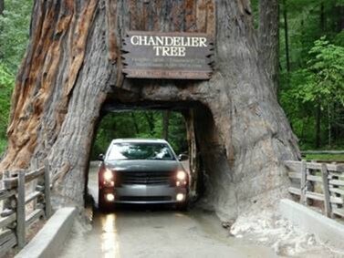 Тоннель, пробитый в стволе секвойдендрона