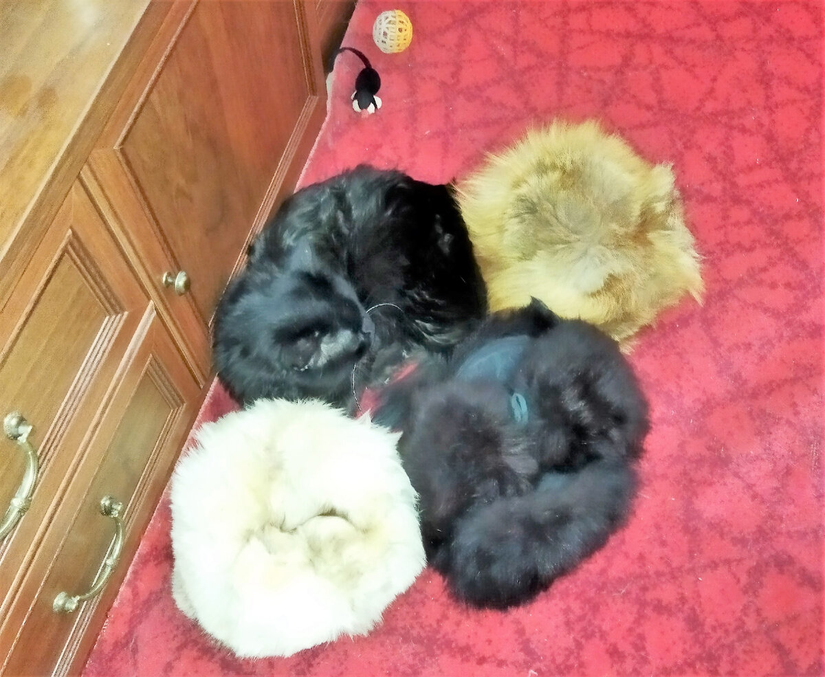 За фото Чернуха благодарю Лилию ЗАМОТАЕВУ)