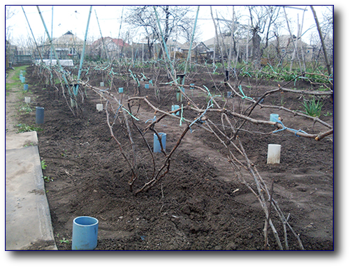 Сухая подвязка выполнена.