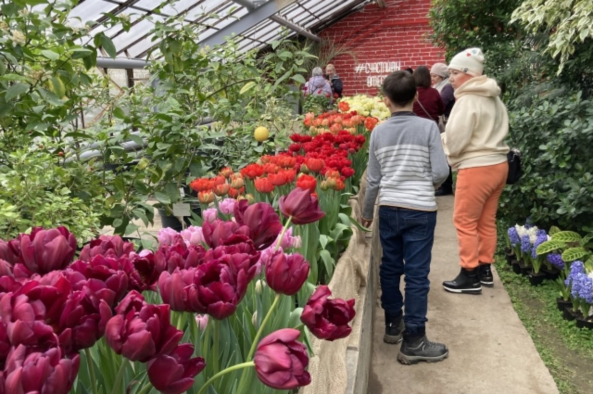    В оранжерее под Волгоградом распустились первоцветы и позвали на выставку