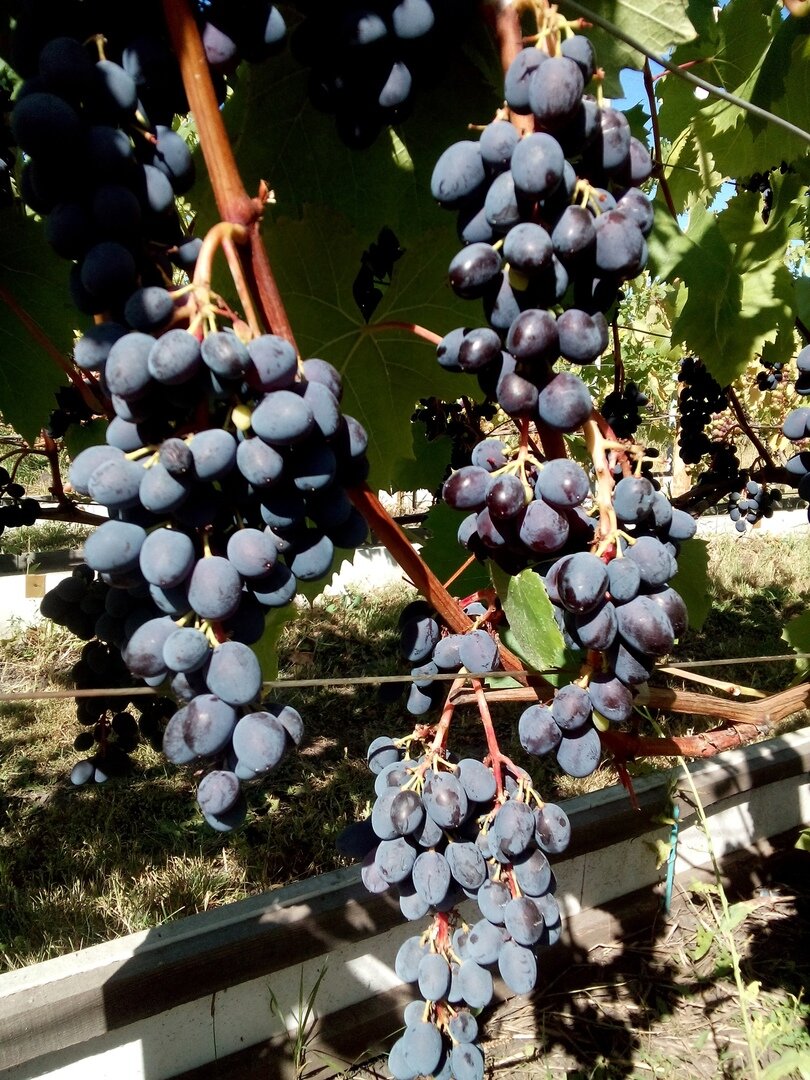 Грозди Юпитера 