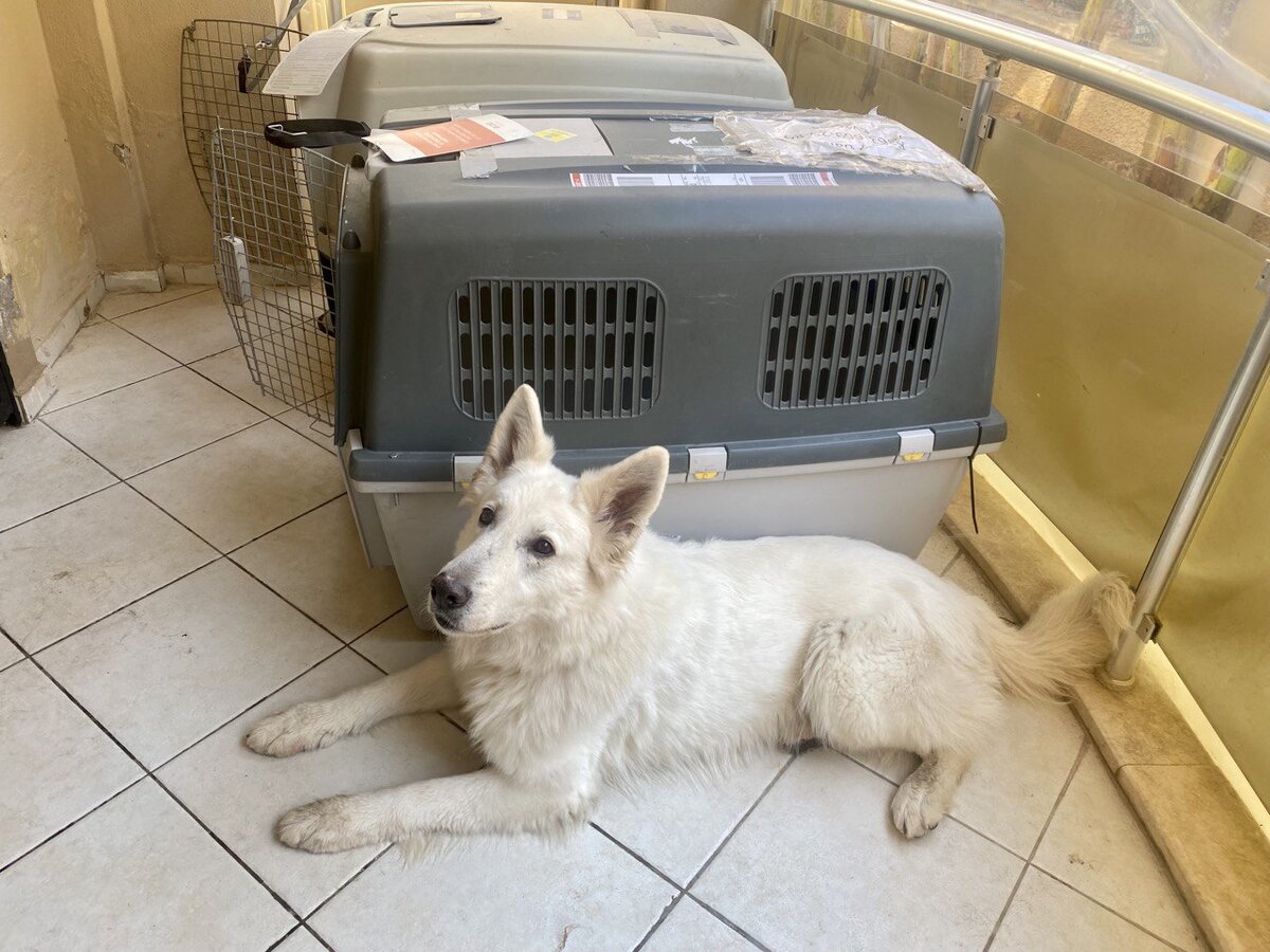 Для наглядности сфотографировала Асю рядом с боксом