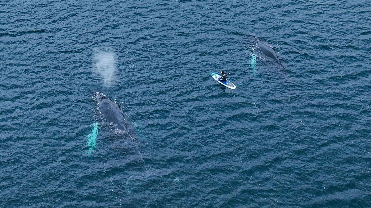    Горбатые киты у побережья Териберки Мурманской области© РИА Новости / Павел Львов