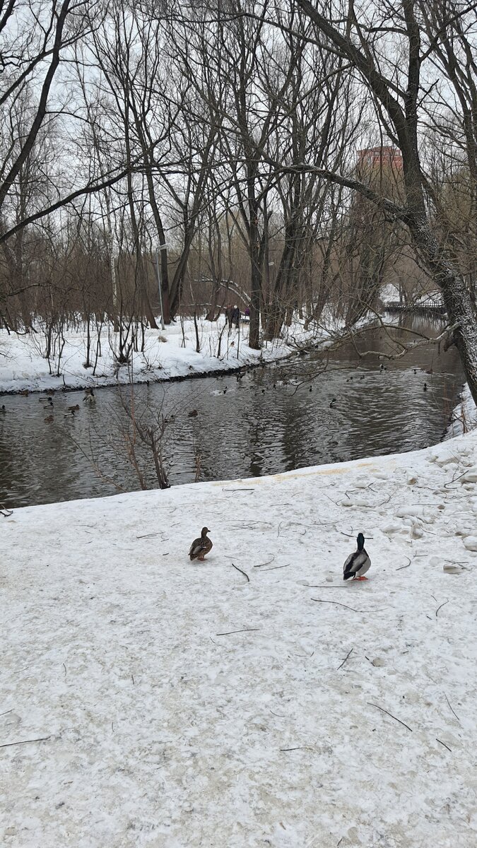 Утки на Яузе