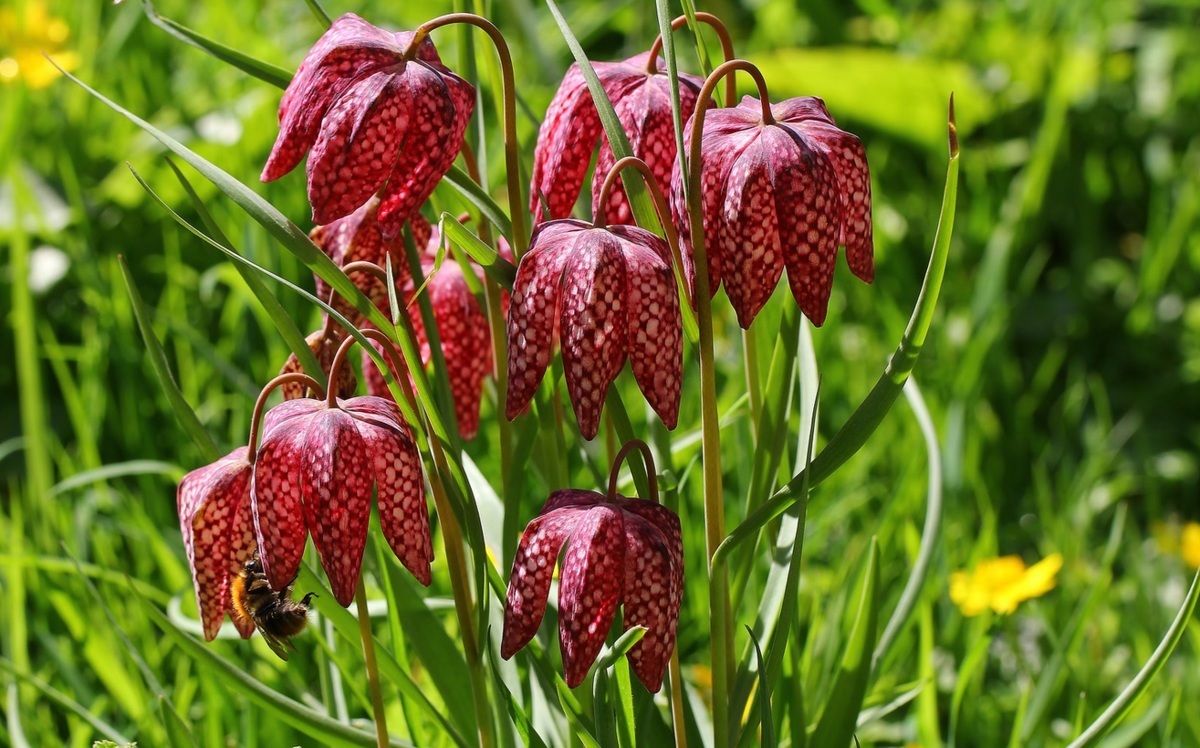 Рябчик шахматный Fritillaria meleagris