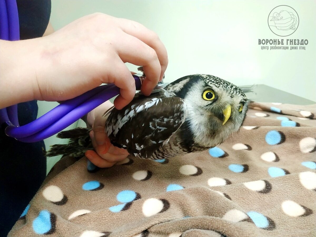 Ястребиная сова на приеме у ветеринара.