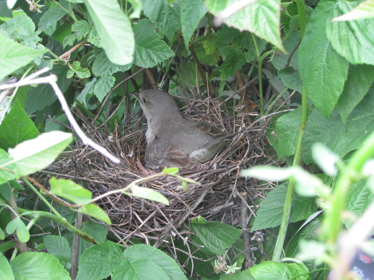 Гнездо ястребиной славки