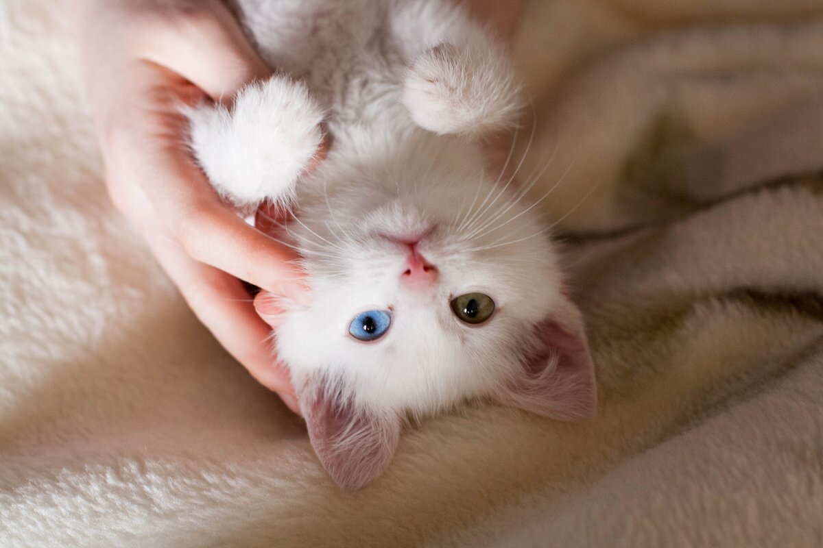 Маленькие кошачий