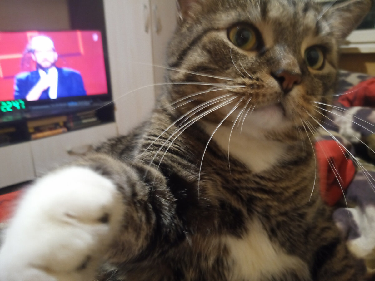 Полосатый. В миру - Флинт.