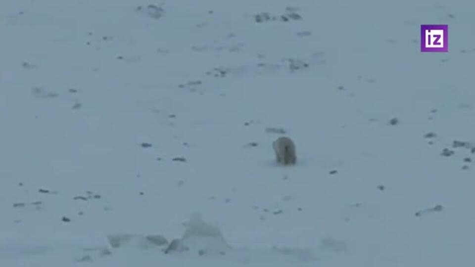    Экипаж атомного ледокола встретил белого медведя на Карском море